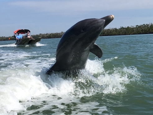 Marco Dolphin boat tours